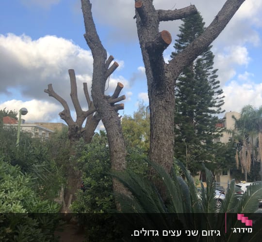 עצים גזומים עם ענפים חתוכים לאחר גיזום